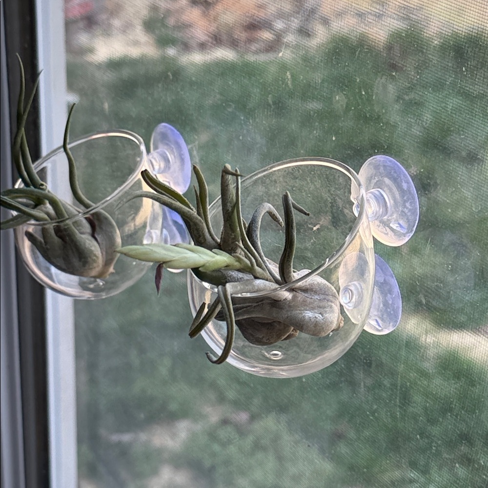 Air Plant/small plants Suction Cup Glass Planter - Clear - Picture 3 of 6